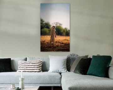 Meerkat in the Kalahari of Namibia, Africa by Patrick Groß