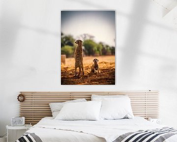 Meerkat in the Kalahari of Namibia, Africa by Patrick Groß