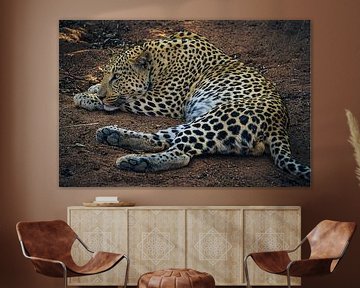 Leopard in the sun of Namibia, Africa by Patrick Groß