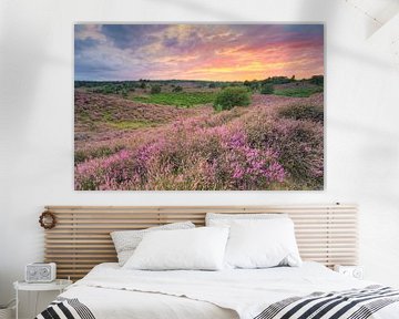 La bruyère en fleur dans le parc national du Veluwezoom sur Michael Valjak