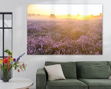 Sunrise in a heathland landscape with blooming Heather plants by Sjoerd van der Wal Photography