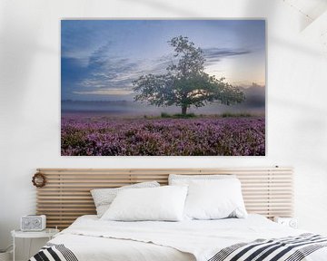 Blooming Heather plants in Heathland landscape during sunrise by Sjoerd van der Wal Photography