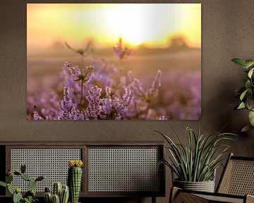 Lever de soleil dans un paysage de landes avec des bruyères en fleurs