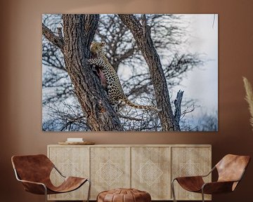 Leopard nach erfolgreicher Jagd Namibia, Afrika von Patrick Groß