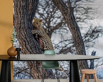 Leopard after successful hunt Namibia, Africa by Patrick Groß