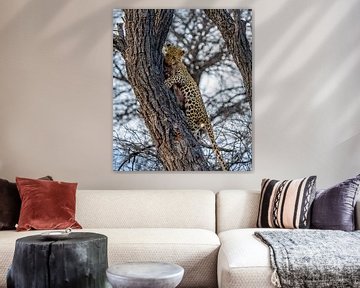 Leopard nach erfolgreicher Jagd Namibia, Afrika von Patrick Groß