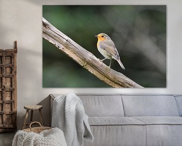 Robins