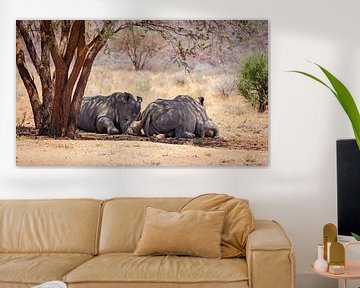 Rhinocéros blanc en Namibie, Afrique sur Patrick Groß
