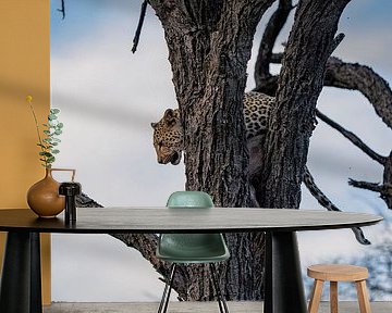 Leopard in the wild of Namibia, Africa by Patrick Groß