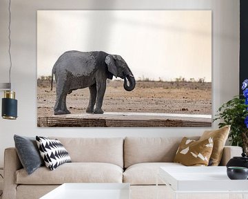 Elephant in Namibia, Africa by Patrick Groß