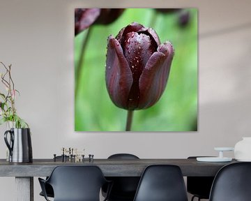 Black tulip ('Continental') sur Peet Romijn
