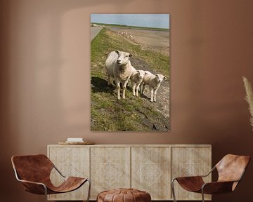 Sheep on the dyke of the island Terschelling in the Netherlands sur Tonko Oosterink