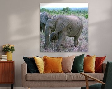 olifant Sabi Sands Zuid Afrika von f th