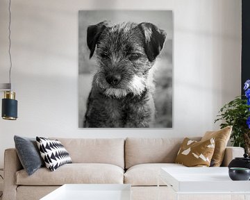 portret van een border terrier - borderterrier van Monki's foto shop