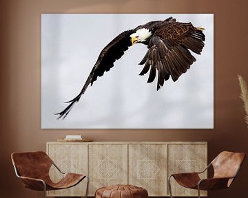 Bald Eagle by Willem Vernes
