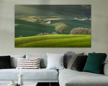 Spring in Tuscany, rolling hills and trees. Pienza, Italy by Stefano Orazzini