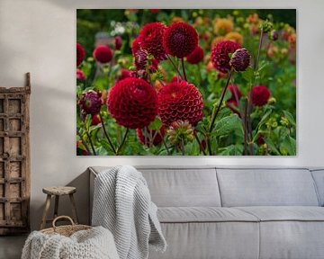 Champ de dahlias rouges sur Nadia Keesman-Founassi