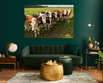 Curious Dutch cows in a pasture near Winterswijk in the Netherlands sur Tonko Oosterink