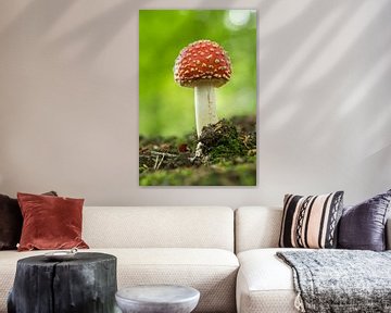 Colourful red/white Fly Agaric mushroom  sur Tonko Oosterink