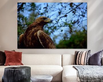 A golden eagle by Frank's Awesome Travels