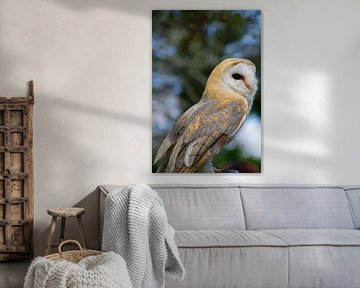 A barn owl by Frank's Awesome Travels