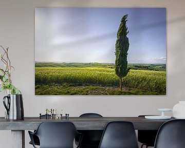 Cyprès le long de la via Francigena. La Toscane sur Stefano Orazzini