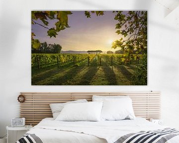 Bolgheri vineyard and pine trees at sunrise. Tuscany by Stefano Orazzini