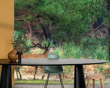 Stag under the pine tree by Daniela Beyer