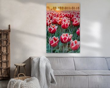 in die Tulpen