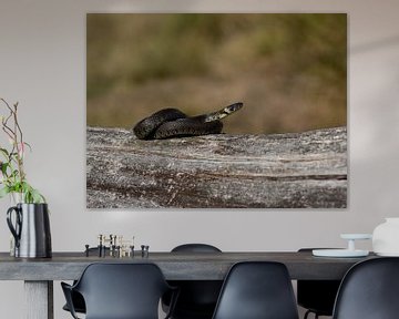 Grass snake in Drenthe by stephan berendsen