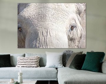 close up olifant van Daisy Janssens