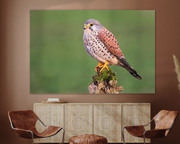 Kestrel (Falco tinnunculus) II by Daniela Beyer