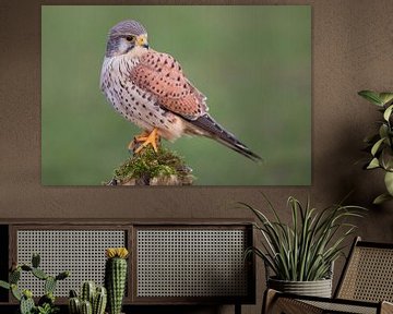 Kestrel (Falco tinnunculus) by Daniela Beyer