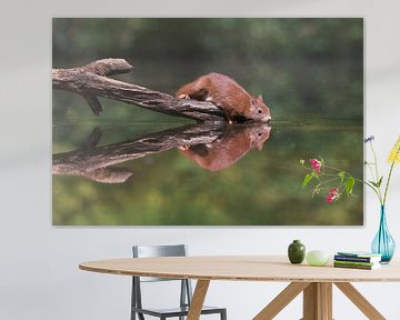 Squirrel drinking water from the stream by Jolanda Aalbers