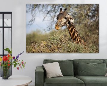 Giraffe eet van een struik in Tarangire, Tanzania van Ruben Bleichrodt