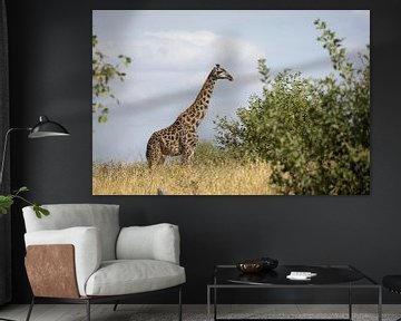 Giraffe stands grazing in Tarangire, Tanzania by Ruben Bleichrodt