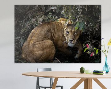 Leeuw zit verscholen in een bosje in Ngorongoro, Tanzania van Ruben Bleichrodt