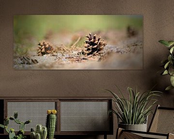 Pine cones on dune path by Peter van Rijn