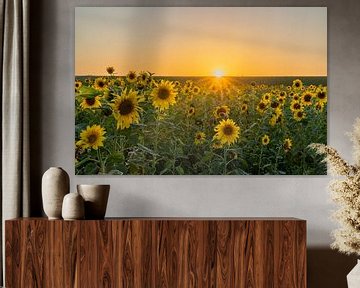 The sun as a star by the sunflowers by Lydia