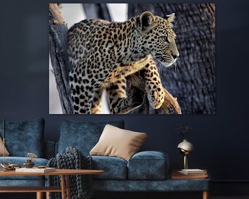 Jong luipaard in boom