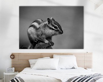 The Siberian ground squirrel by Roy IJpelaar