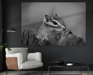 Siberian ground squirrel by Roy IJpelaar