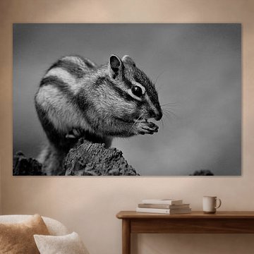 Écureuil terrestre de Sibérie