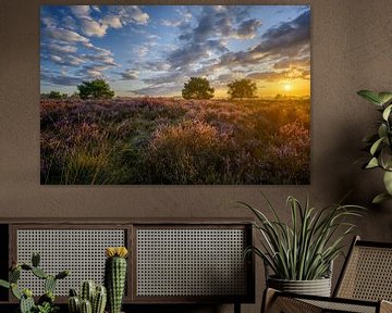 Parc national de Sunrise - Dunes de Loonse et de Drunense sur Leon Okkenburg