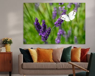 Macro of a cabbage white butterfly on a lavender flower by ManfredFotos