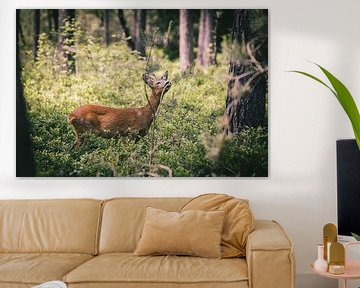 Ree in het bos aan het genieten van Ben Hoedt