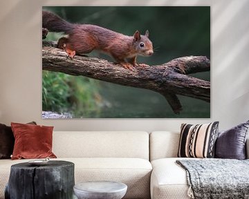 Niedliches Eichhörnchen, das auf einem Stock geht von Jolanda Aalbers