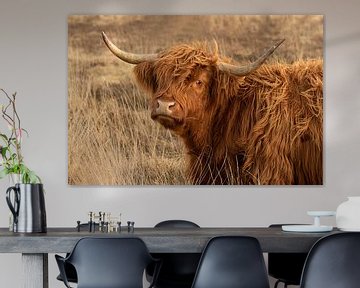 stoere schotse hooglander, higland cow van M. B. fotografie