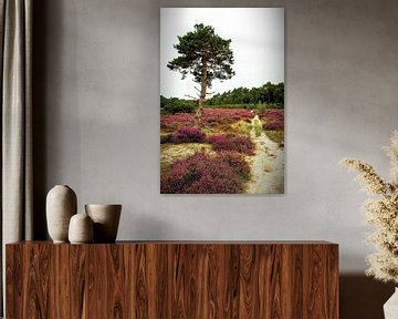 Dunes de Loonse En Drunense sur Roy IJpelaar