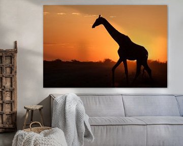 Giraffe at sunset in Etosha NP, Namibia by Simone Janssen